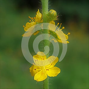 Agrimonia eupatoria