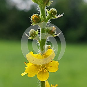 Agrimonia eupatoria