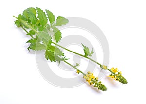 Agrimonia eupatoria, agrimony, church steeples or sticklewort