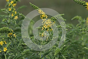 Agrimonia eupatoria. Common agrimony yellow flowers.