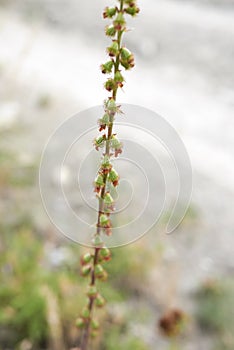 Agrimonia eupatoria plant close up