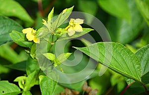 Agrimonia eupatoria is a species of agrimony