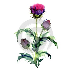 Agrimony, bur buds and flowers, burdock head isolated, watercolor illustration on white