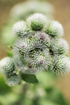 Agrimony or burdock wild blooming plant