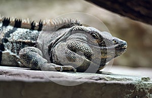 Agrionemys black iguana photo