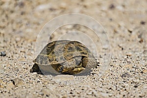 Agrionemys horsfieldii Central Asian tortoise crawls on the Kazakh steppe