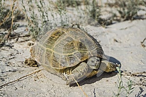 Agrionemys horsfieldii Central Asian tortoise crawls on the Kazakh steppe