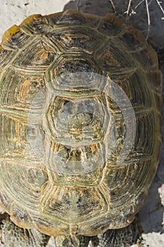 Agrionemys horsfieldii Central Asian tortoise crawls on the Kazakh steppe