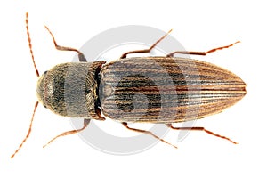 Agriotes lineatus is a species of beetle from the family of Elateridae. It is commonly known as the lined click beetle. It larvae