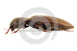 Agriotes lineatus is a species of beetle from the family of Elateridae. It is commonly known as the lined click beetle. It larvae