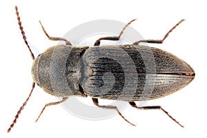 Agriotes obscurus is a species of beetle from the family of Elateridae. It larvae are important pest in soil of many crops.