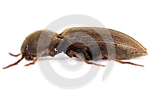 Agriotes obscurus is a species of beetle from the family of Elateridae. It larvae are important pest in soil of many crops.