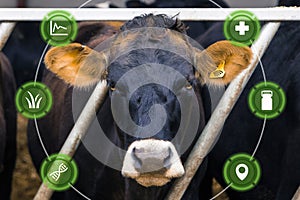 Agritech concept with dairy cow and overlaid graphics