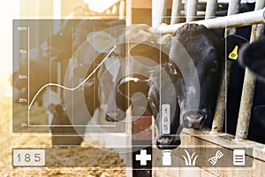 Agritech concept with dairy cows in cowshed with data display photo