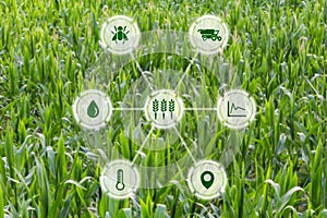 Agritech concept graphic display on field of crops background