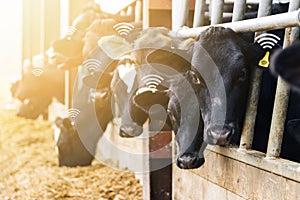 Agritech concept with dairy cows wearing yellow data ear tags