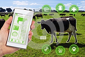 Agritech concept smartphone app accessing dairy cows data and st photo