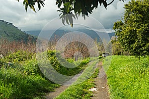 Agriturismo in un piccolo paese del sud Italia, in montagna. Piccolo orto con erbe aromatiche e alberi da frutto photo