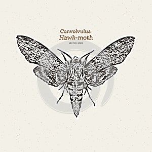 Agrius convolvuli, the convolvulus hawk-moth is a large hawk-moth. hand draw sketch vector