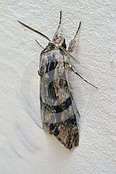Agrius convolvuli moth