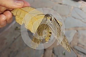 Agrius convolvuli moth