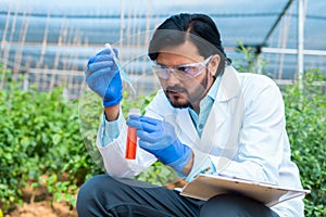 Agro scientist at greenhouse plantation busy testing by adding chemicals in to test tube - concept of biotechnology
