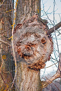 Agrobacterium radiobacter on bark, a unique tree ailment