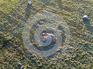 agroculture fields from above. drone image in country in autumn