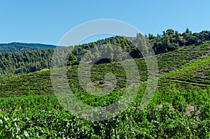 Agroculture with vineyard on mountainside