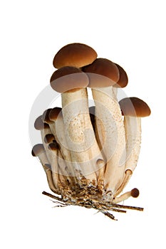 Agrocybe Aegerita