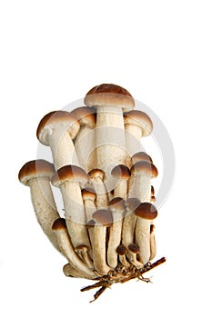 Agrocybe Aegerita