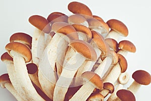 Agrocybe aegerita mushrooms