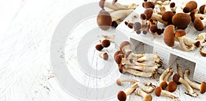 Agrocybe aegerita mushrooms Pioppino