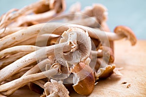Agrocybe cylindracea