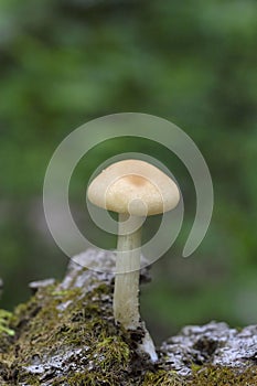 Agrocybe praecox is commonly known as the spring fieldcap, spring agrocybe or early agrocybe