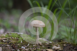 Agrocybe praecox is commonly known as the spring fieldcap, spring agrocybe or early agrocybe