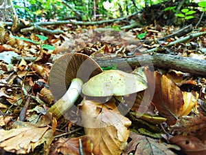 Agrocybe praecox. Fungi. Mushroom. Forest.