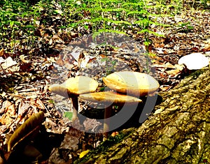 Agrocybe praecox mushrooms in a forest