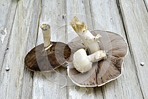 Agrocybe praecox, Spring Fieldcap mushroom