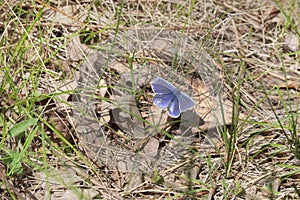 Agrodiaetus amandus butterfly with open wings