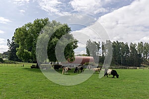 Agrodome farm tour