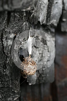 Agroeca brunnea eggsac on burn pine bark