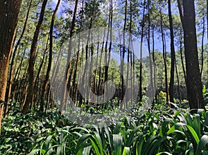 Agroforestry at Mount Kawi, East Java , Indonesia photo