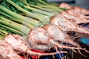 Agroindustrial image of fresh sugar beet root along with other beets