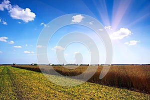 Agroindustrial industrial landscape with combine harvesters picking up hay on a field on a sunny day against a background of