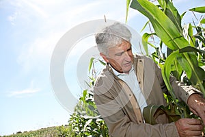 Agronomist analysing corn plant photo