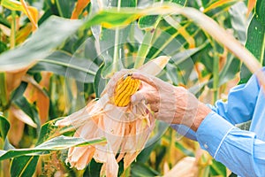 Agronomist analyzing ripe corn on the cob