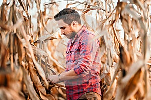 Agronomist checking corn if ready for harvest. Portrait of farmer