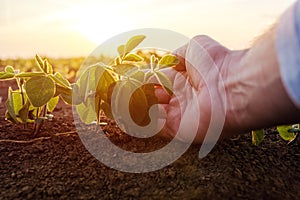 Agronomist checking small soybean plants in cultivated agricultural field