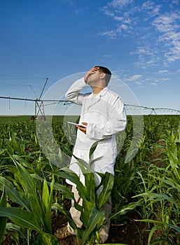 Agronomist in corn field